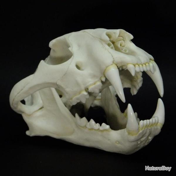 Taxidermie.Reconstitution crne  tigre du Bengale