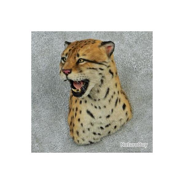 troph�e factice r�plique taxidermie ocelot
