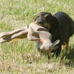 li&egrave;vre d"entrainement pour chien