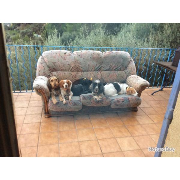 Recherche action de chasse dans le Var