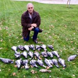 Chasse aux pigeons et palombes - Destination Sologne