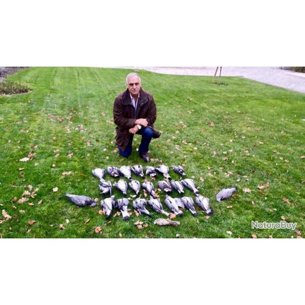 Chasse aux pigeons et palombes - Destination Sologne