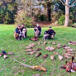 Chasse du petit gibier devant soi en Sologne.