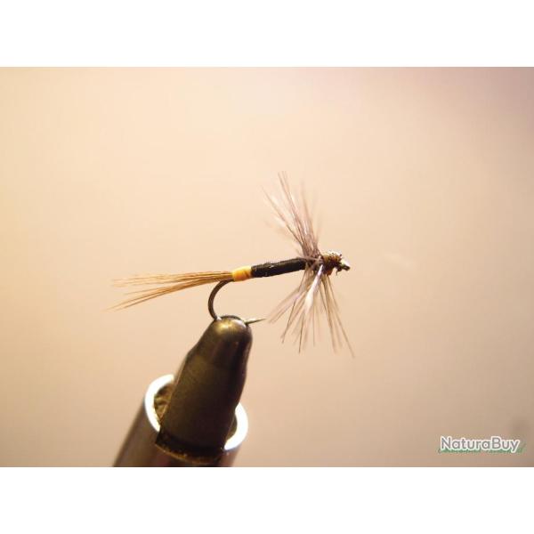 Araign�e grise corps noir et jaune