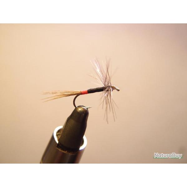 Araigne grise corps noir et rouge