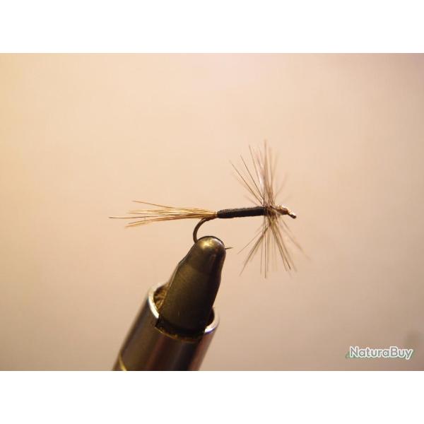 Araigne grise corps noir