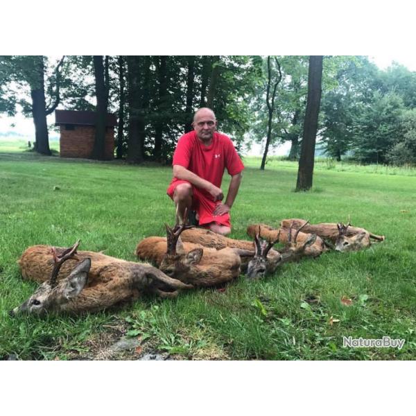 Approche des brocards en Pologne .