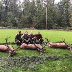 Approche du cerf au brame en Pologne .