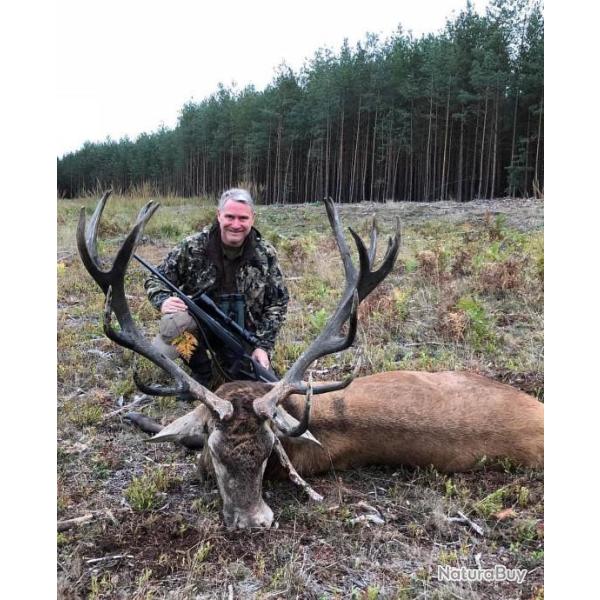 Approche du cerf au brame en Pologne .