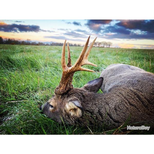 Approche brocard en Ecosse .