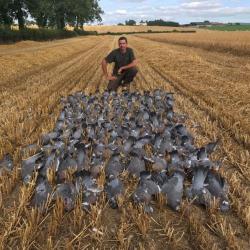 Chasse du pigeon ramier en Irlande .