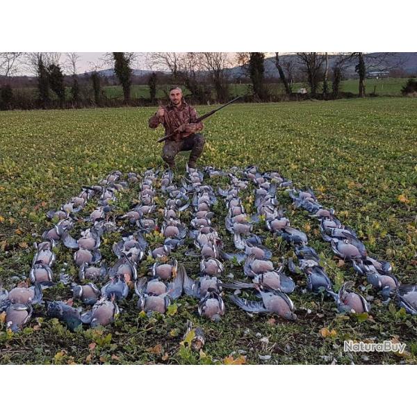 Chasse du pigeon ramier en Irlande .