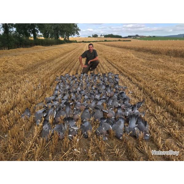 Chasse du pigeon ramier en Irlande .