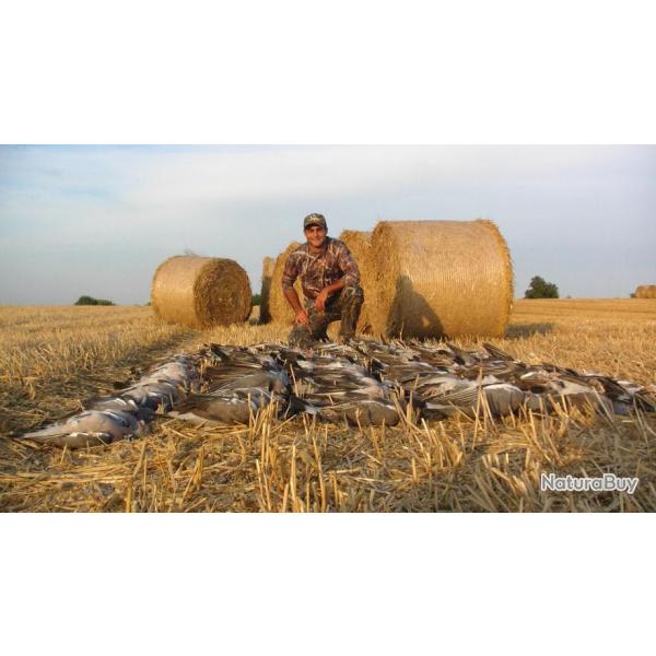 S�jour chasse du pigeon en Angleterre / 2 ou 3 jours