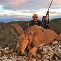 Chasse &agrave; l'approche du Mouflon &agrave; manchette en Espagne .