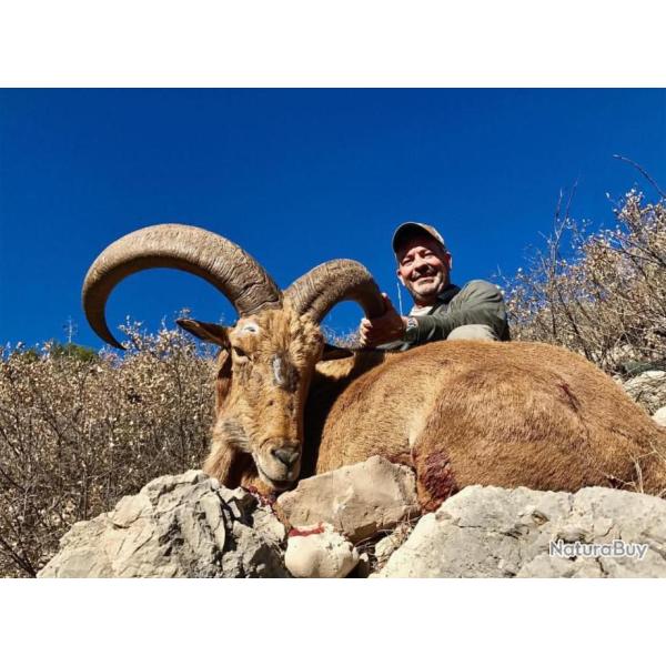 Chasse � l'approche du Mouflon � manchette en Espagne .