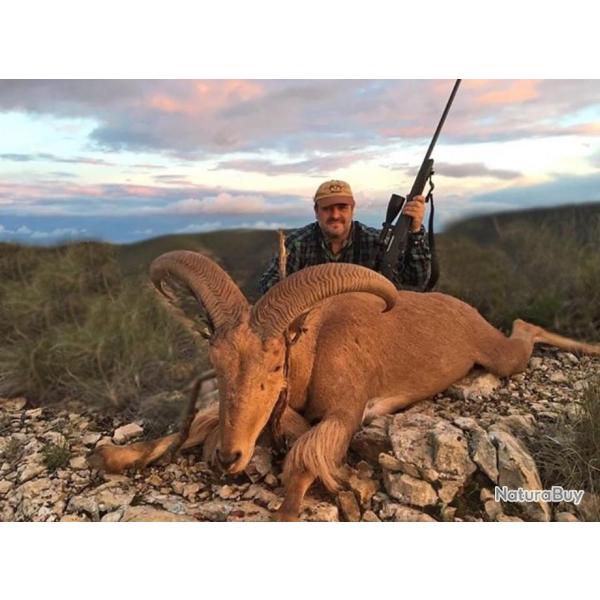 Chasse � l'approche du Mouflon � manchette en Espagne .