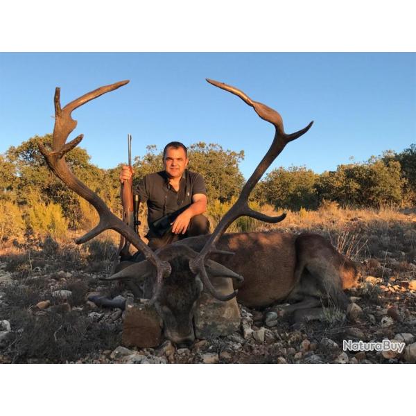 Chasse � l'approche du cerf en Espagne .