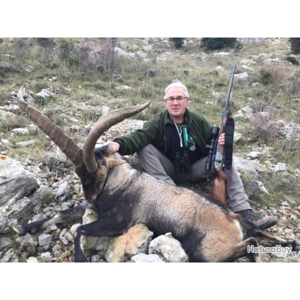 Chasse � l'approche de l'Ibex Beicete .