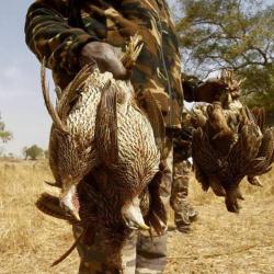 Chasse petit gibier au S&eacute;n&eacute;gal .