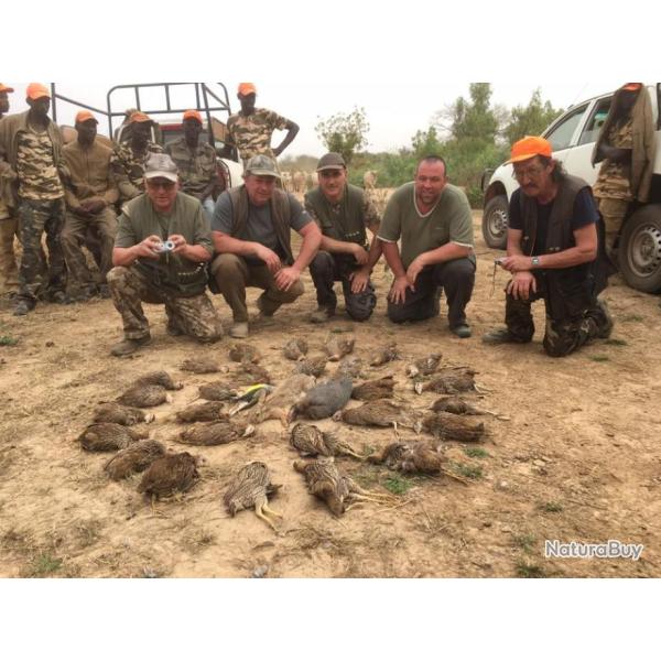 Chasse petit gibier au Sngal .