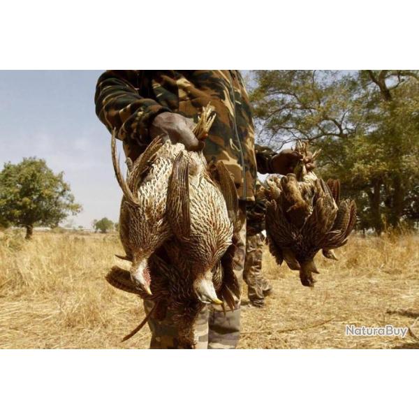 Chasse petit gibier au S�n�gal .