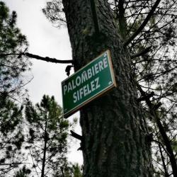 Chasse palombi&egrave;re Sologne , 2 jours / 3 nuits tout compris .