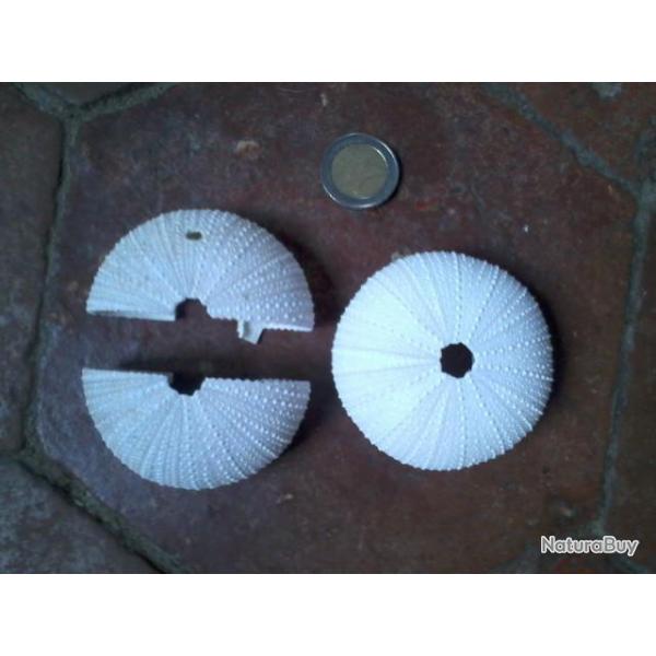 Tests (coquilles) d'oursins Martinique taxidermie - cabinet de curiosit�s