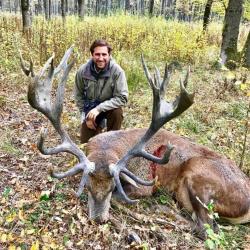 Chasse &agrave; l'approche du cerf en Sologne .