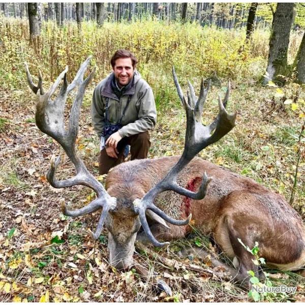 Chasse � l'approche du cerf en Sologne .