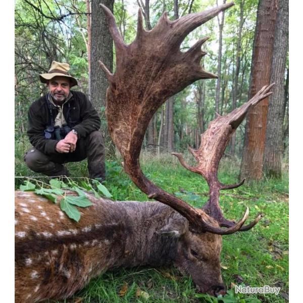 Chasse � l'approche du Daim en Sologne