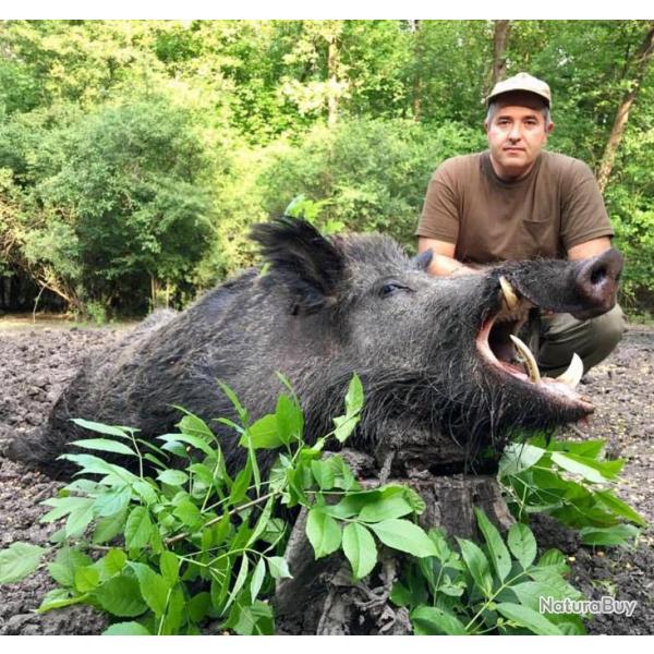 Chasse � l'approche sanglier troph�e , Sologne .