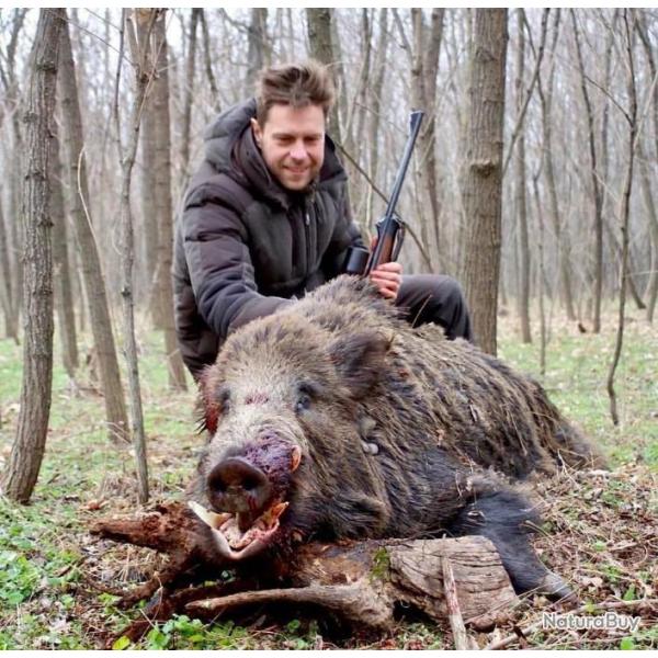 Chasse � l'approche sanglier troph�e , Sologne .