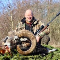 Chasse &agrave; l'approche du Mouflon en Sologne .