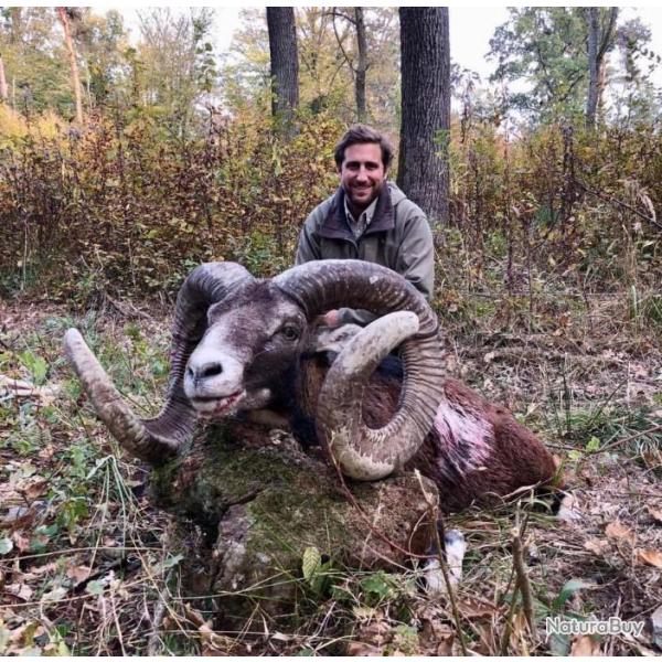 Chasse � l'approche du Mouflon en Sologne .