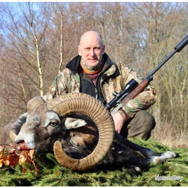 Chasse � l'approche du Mouflon en Sologne .