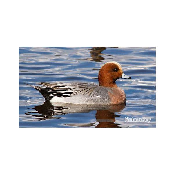 PART  DE CHASSE AUX CANARDS 2026/2027