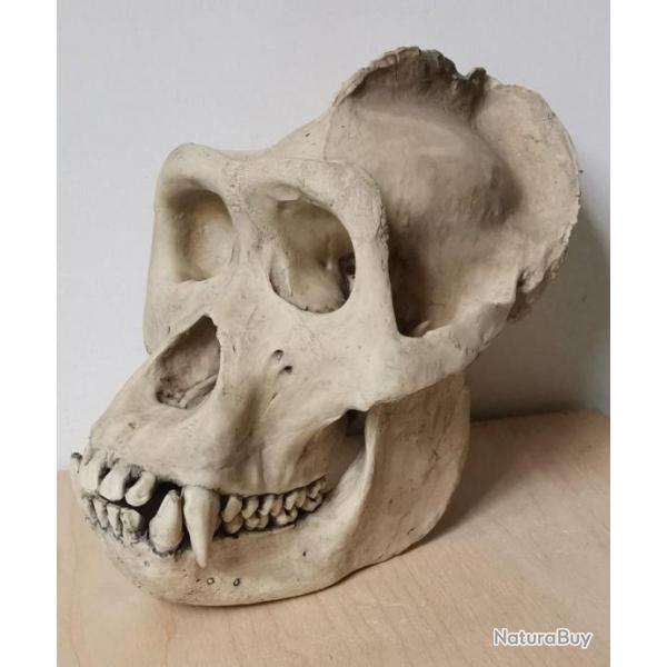 Taxidermie.Reconstitution crne de gorille