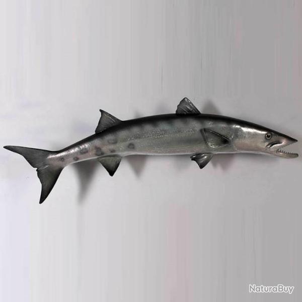 taxidermie naturalis� r�plique Barracuda en r�sine taille r�elle
