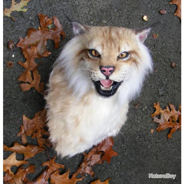 troph�e factice r�plique taxidermie lynx