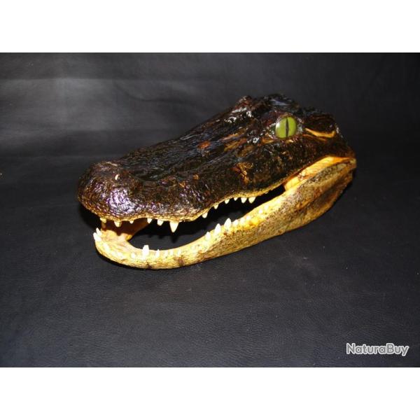 tete de caman adulte naturalis