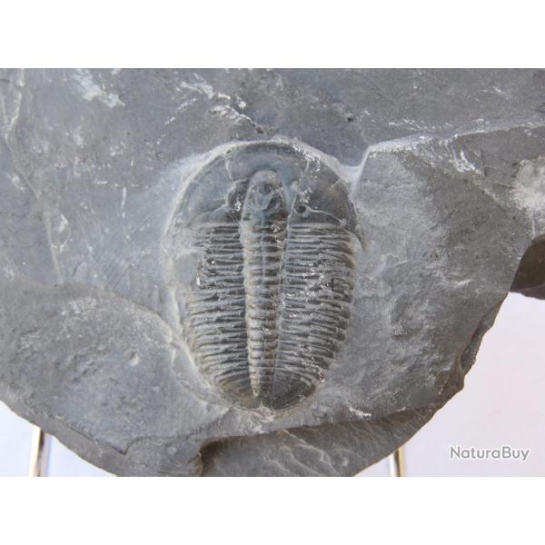 Magnifique et v�ritable fossil trilobite 250 millions d'ann�es