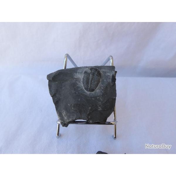 Magnifique v�ritable fossile trilobite 250 millions d'ann�es jurassique