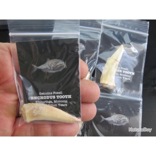 Dent fossile de Enchodus Lybicus pr�historique Cr�tac� 65-70 millions d'ann�es
