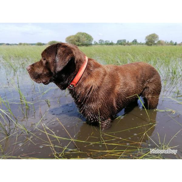 COLLIER LUXE DOUBLURE SOUPLE 60 X 2.5 CM