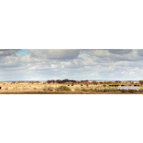 Argentine : Grand Gibier dans la Pampa