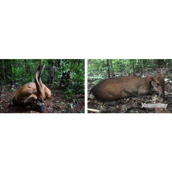 Cameroun : Chasse du bongo