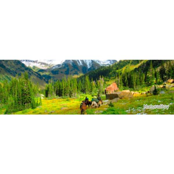 Canada : Chasse de l'lan dans les Rocheuses