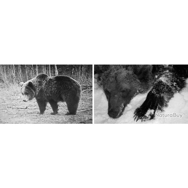 Croatie : Chasse de l'Ours Brun
