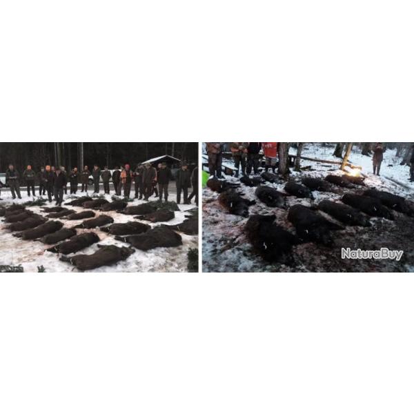 Croatie : Chasse du Sanglier en Battue